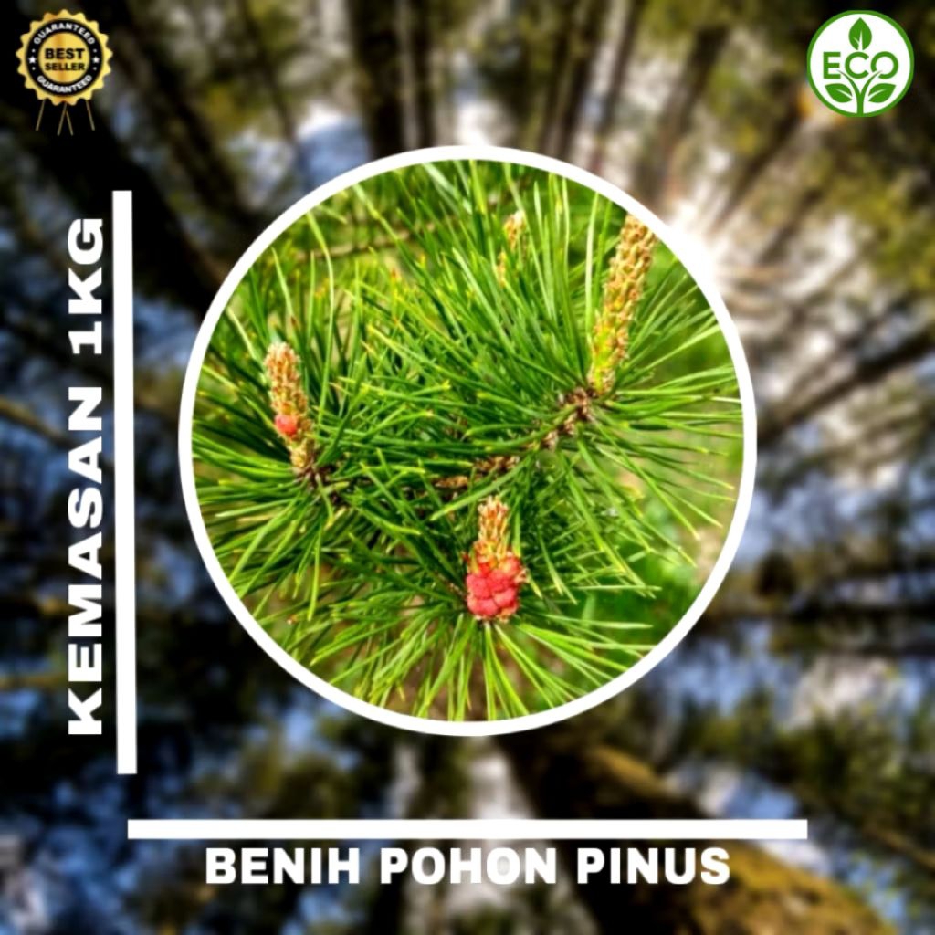 Benih Biji Pohon Pinus Merkusii 1kg siap semai Biji Tanaman Pinus Merkusii - BONUS 100 GRAM