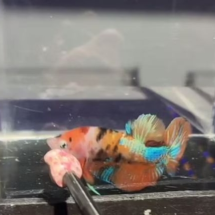 ikan cupang, PK multy