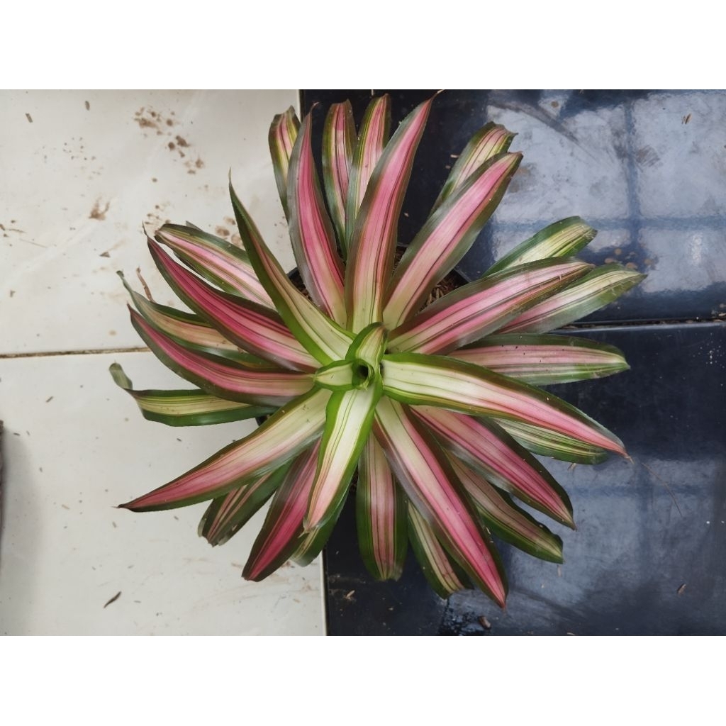 Tanaman Hias Bromelia Tricolor besar - Bromelia