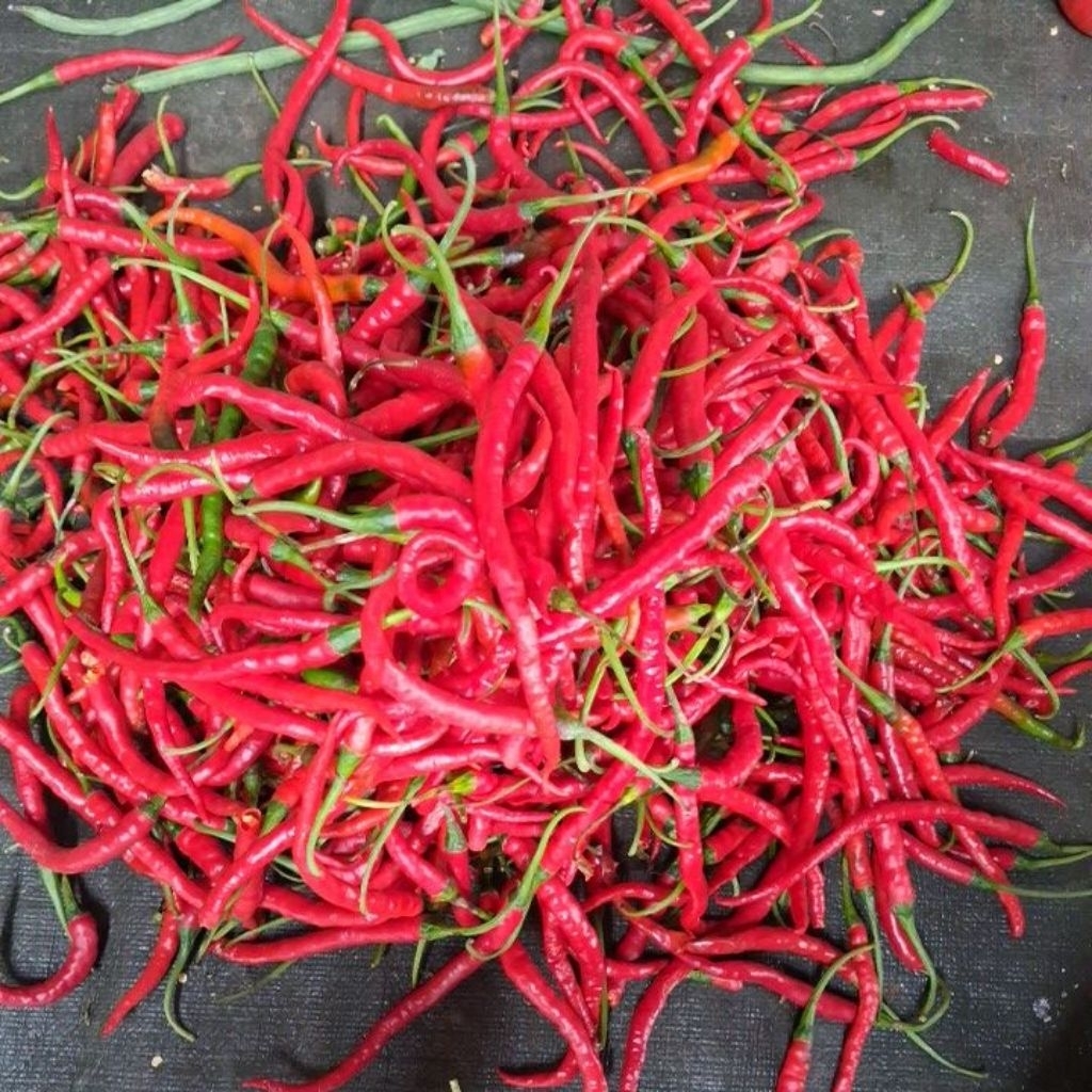 Cabe Merah 1kg