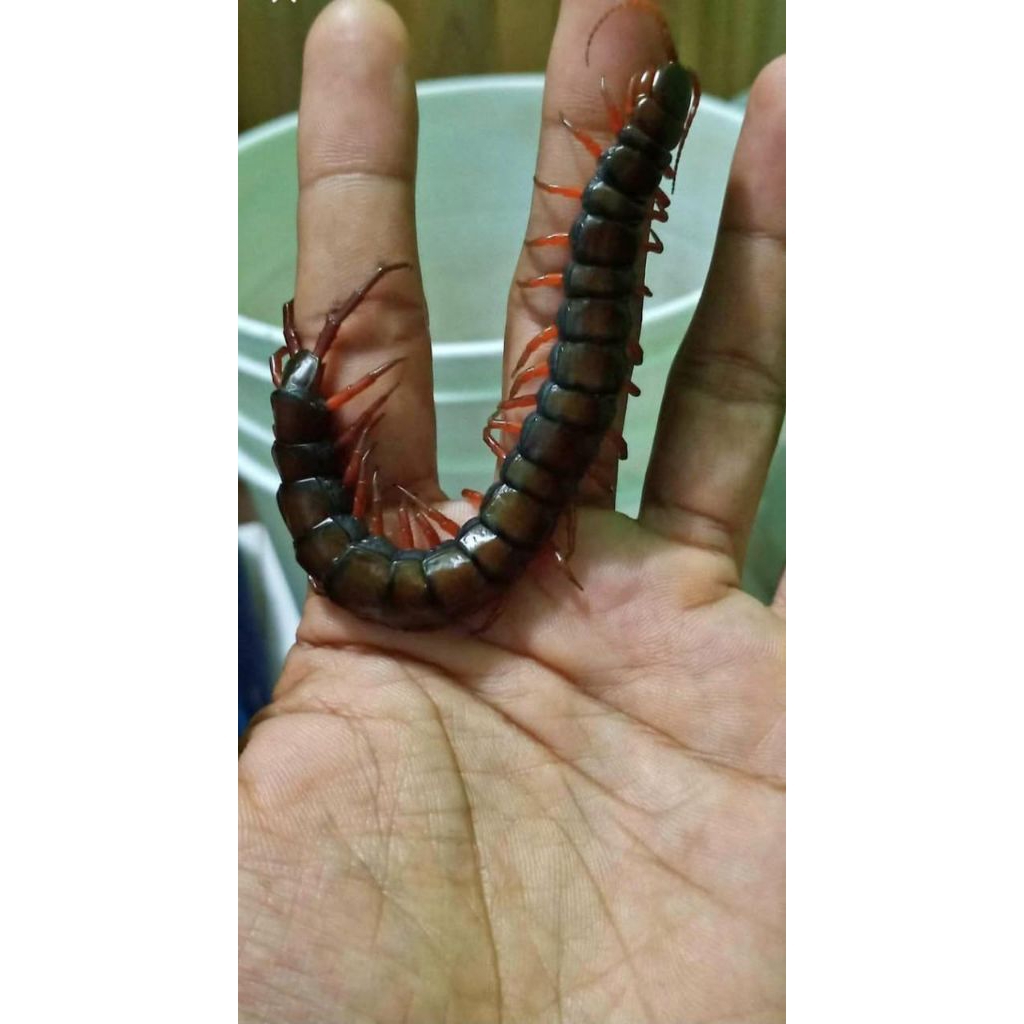 Kelabang Lipan Merah Hidup Garansi ukuran Besar 12-14cm Pakan Arwana Arowana Lohan Louhan Predator K
