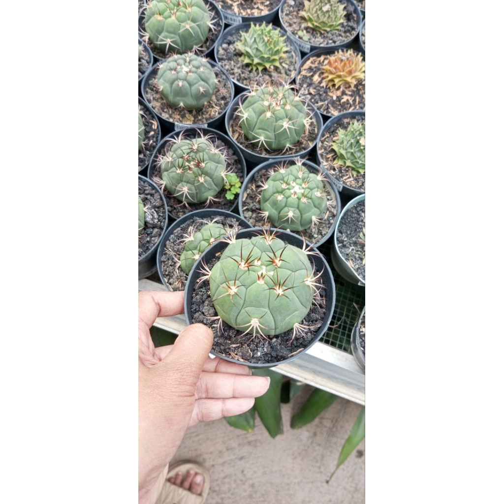 Tanaman kaktus Gymnocalycium pflanzii atau Gymnocalycium saglionis.