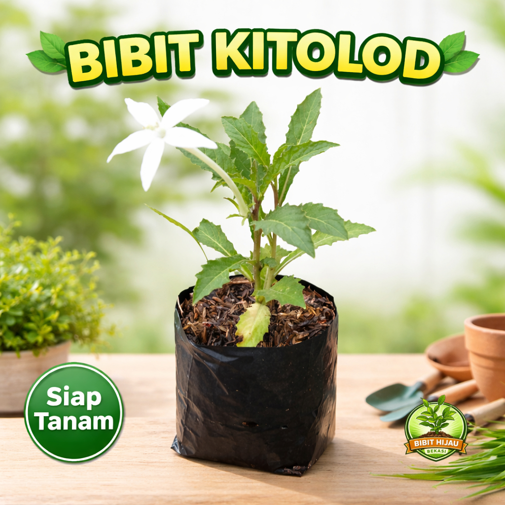 Bibit Kitolod Tanaman herbal Kitolod - Untuk tetes mata