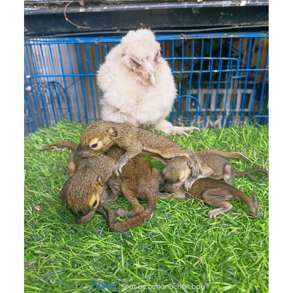 anakan tupai kelapa dan burung hantu