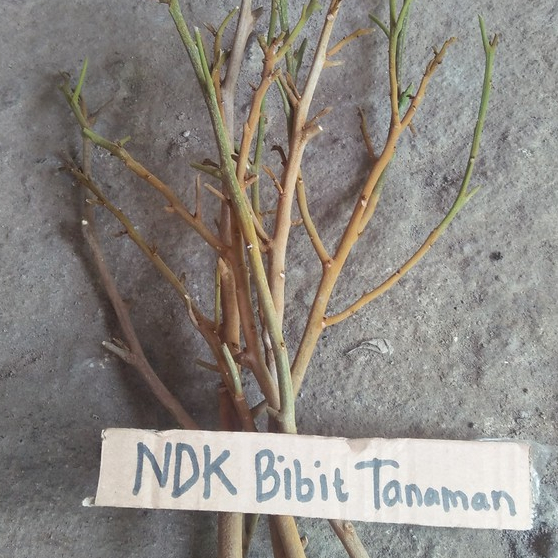 Entres / Batang Segar Kelengkeng Kateki