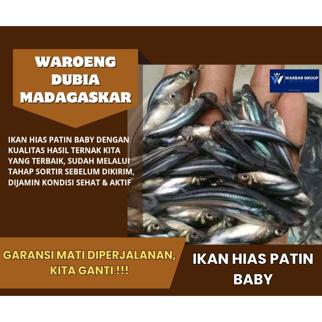Ikan hias baby/anak patin KUALITAS GRADE A ( GARANSI )