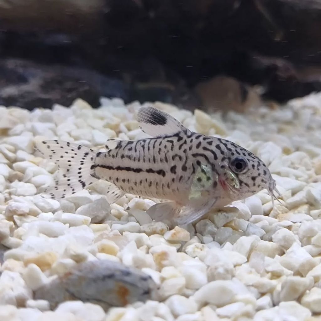 corydoras juli