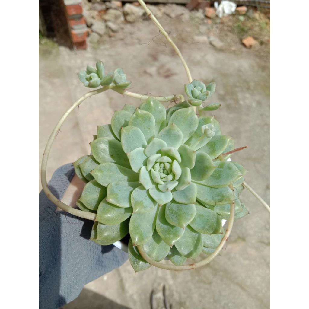 PROLIFICA ANTING ECHEVERIA SUKULEN .
