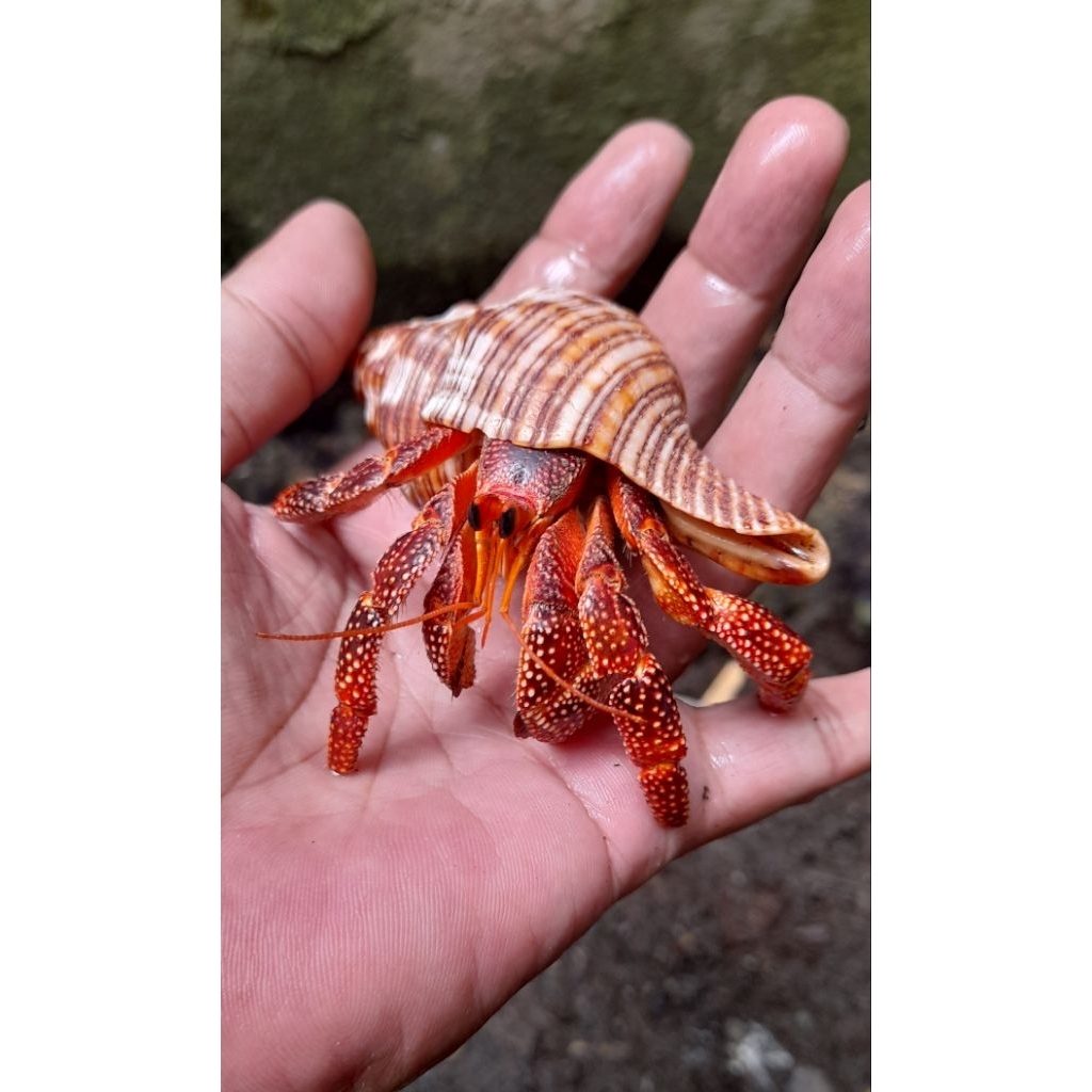 Cangkang Natural Perlatus Strawberry Kelomang