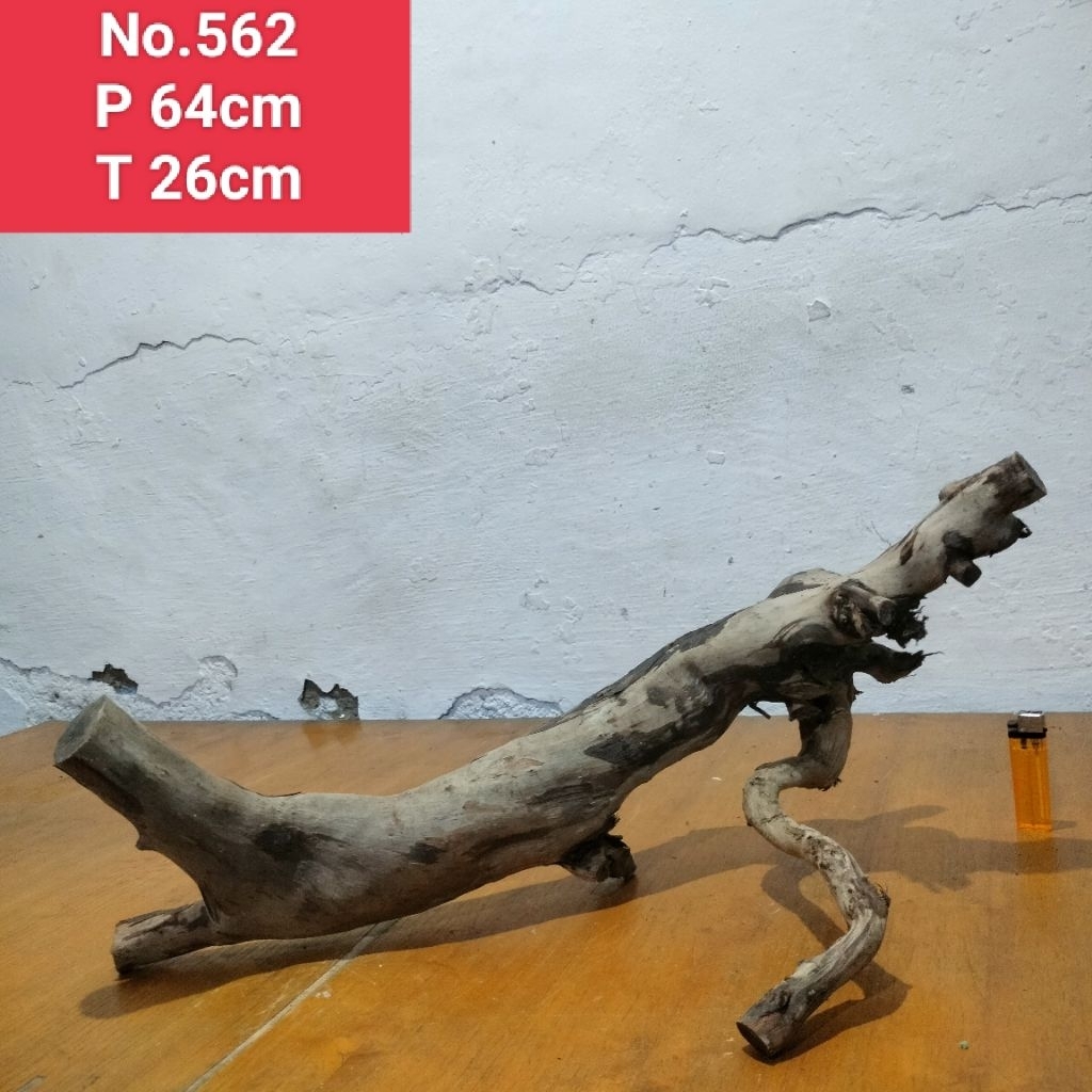 akar santigi laut ranting pohon santigi dekorasi aquarium aquascape 562