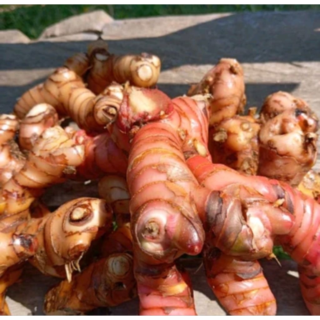 LENGKUAS /LAZA MERAH  SEGAR DAN BERSIH PER 1 KG