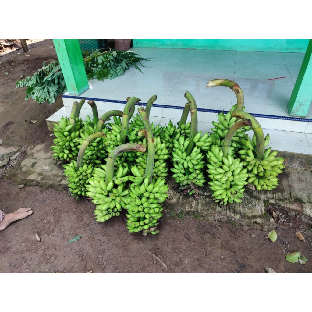 1 TANDAN PISANG KARMILIN/ PISANG PUTRI /Pisang ULIN FRESH Segar 1 tandan isi 5 - 6 sisir