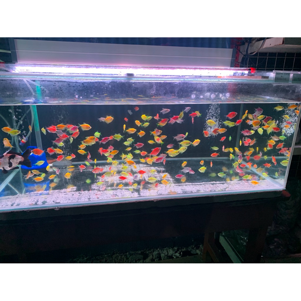 Ikan Glowfish Tetra Warna-Warni dengan Warna Menyala, Ideal untuk Akuarium Komunitas