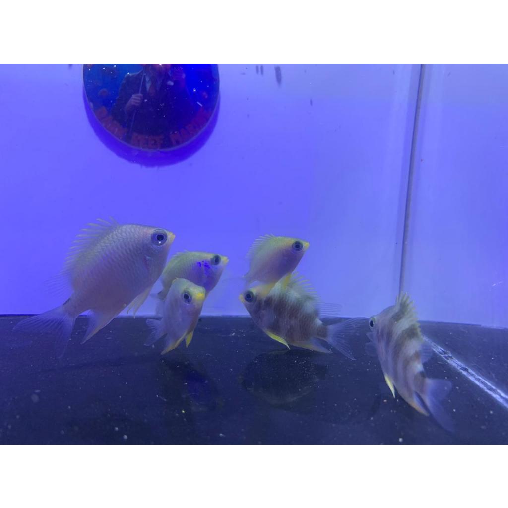 Betok Jae Jae Kuning / Chromis Analis