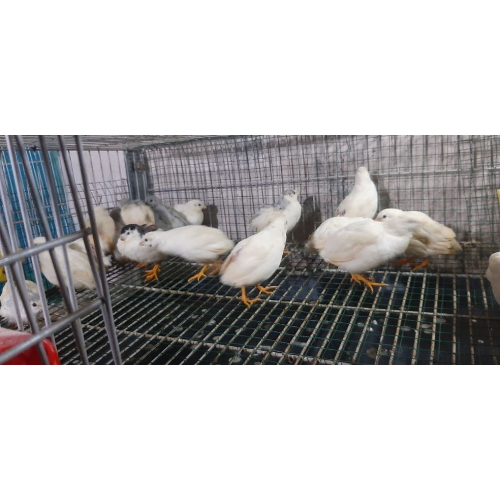 Puyuh Batu Puyuh Hias