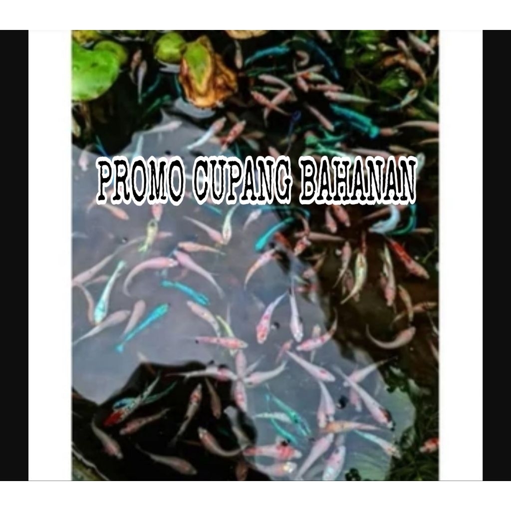 PROMO Bibit Cupang untuk hiasan akuarium