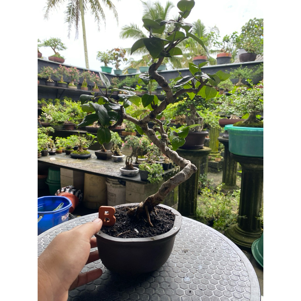 bonsai dewandaru