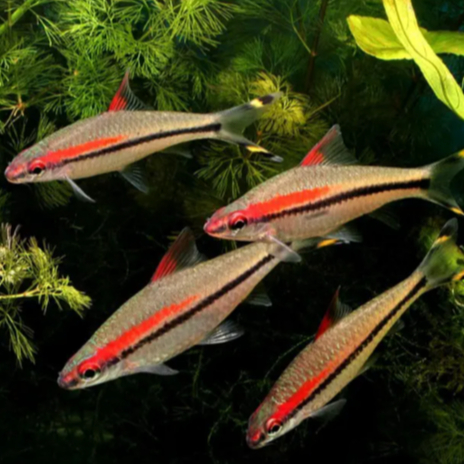 Puntius Denisonii | ikan hias aquascape puntius denisonii | ikan hias aquascape