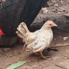 Ayam Kate Betina/Ayam Hidup/Ayam peliharaan
