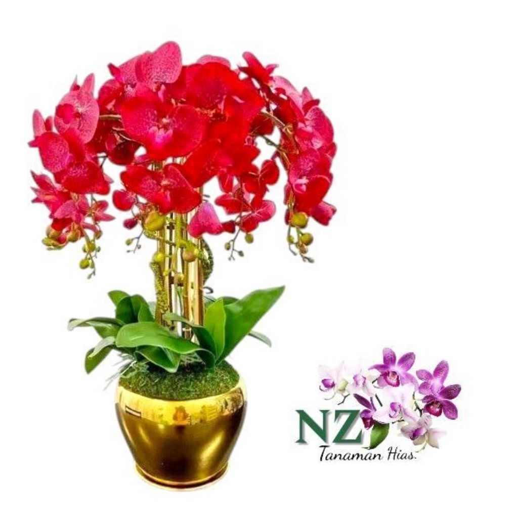 Tanaman Hias Anggrek Bunga Merah - Tanaman Hias Anggrek