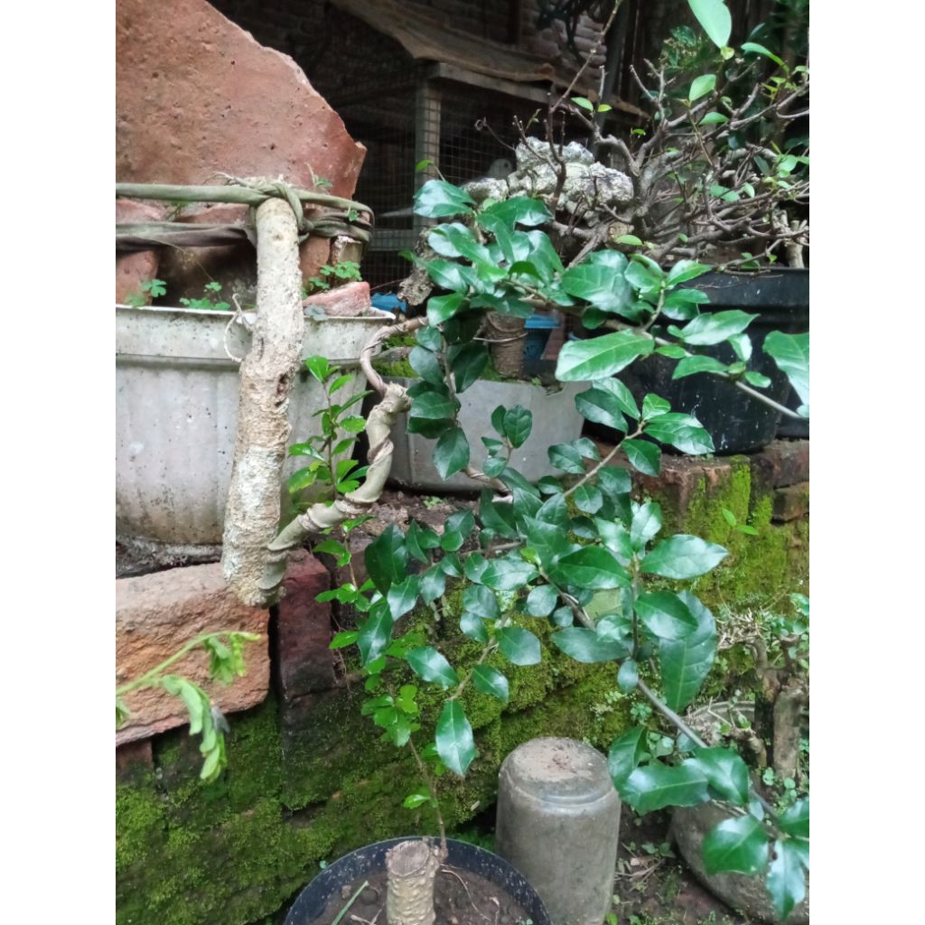BONSAI SERUT borongan 3 pohon
