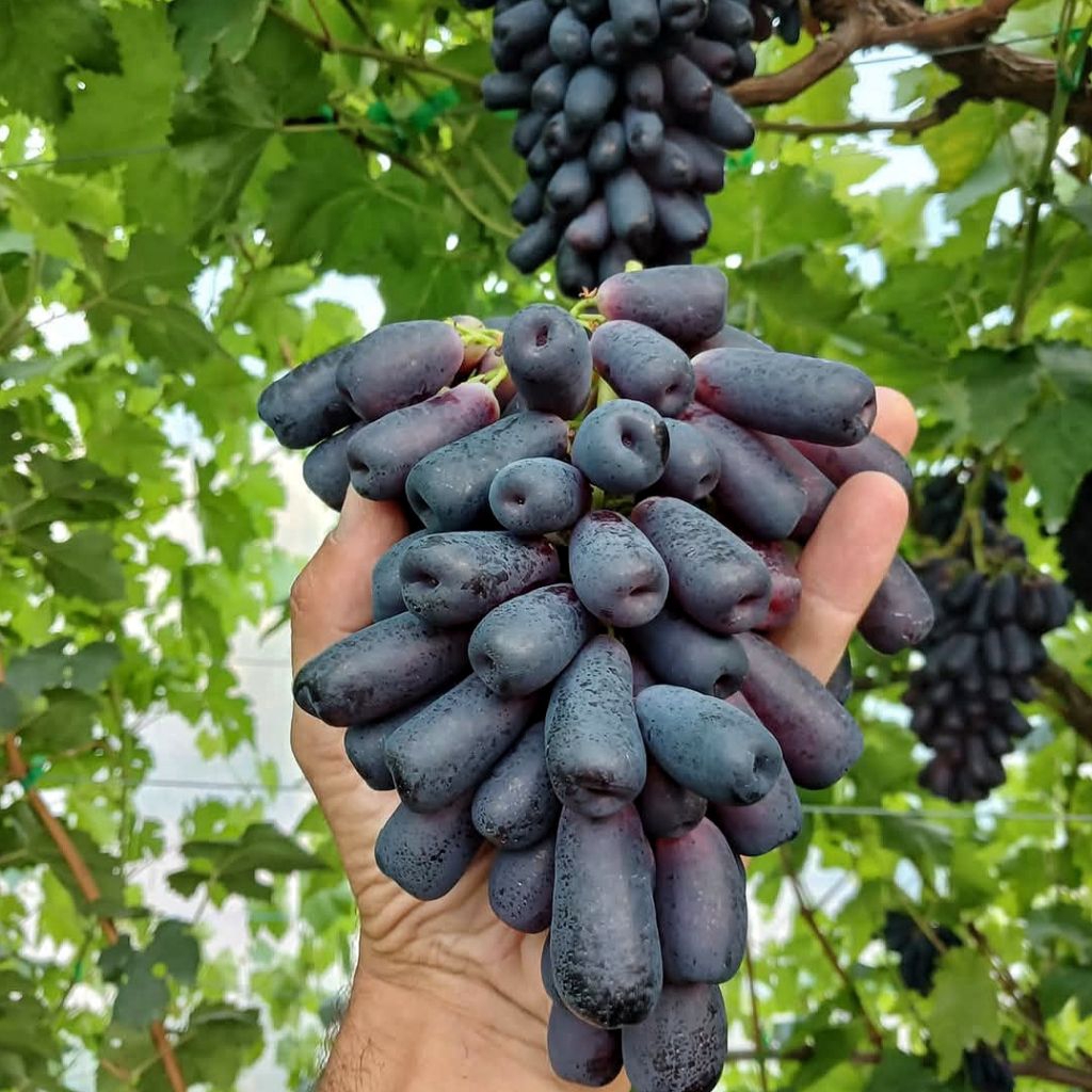 Bibit Anggur Import Moondrop manis segar valid, hasil grafting ( rs iac572 )