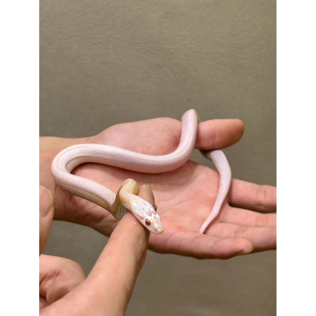 Ular Corn Snake Snow Strip Jak Bar