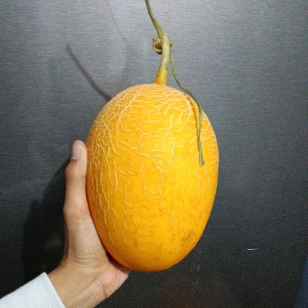 Melon intanon super