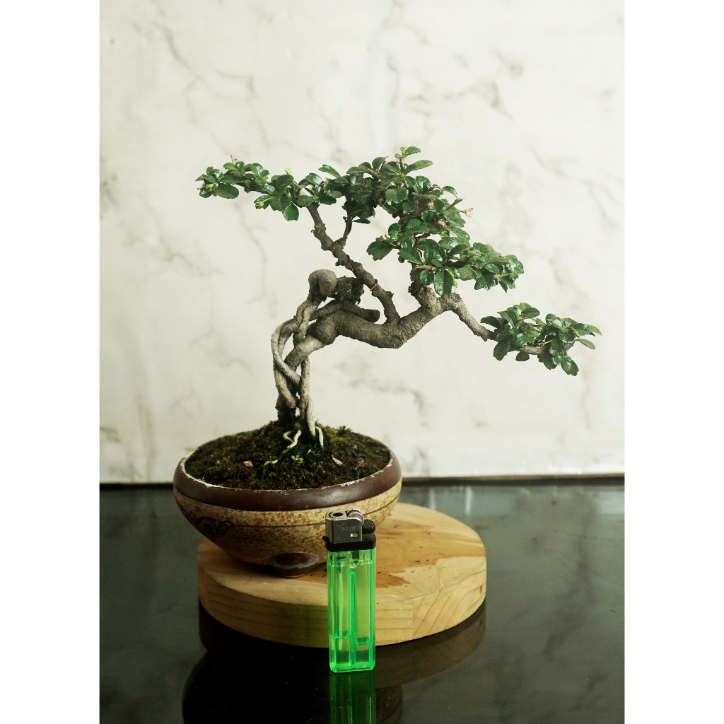 Bonsai Hokianti Mame Siap Pajang