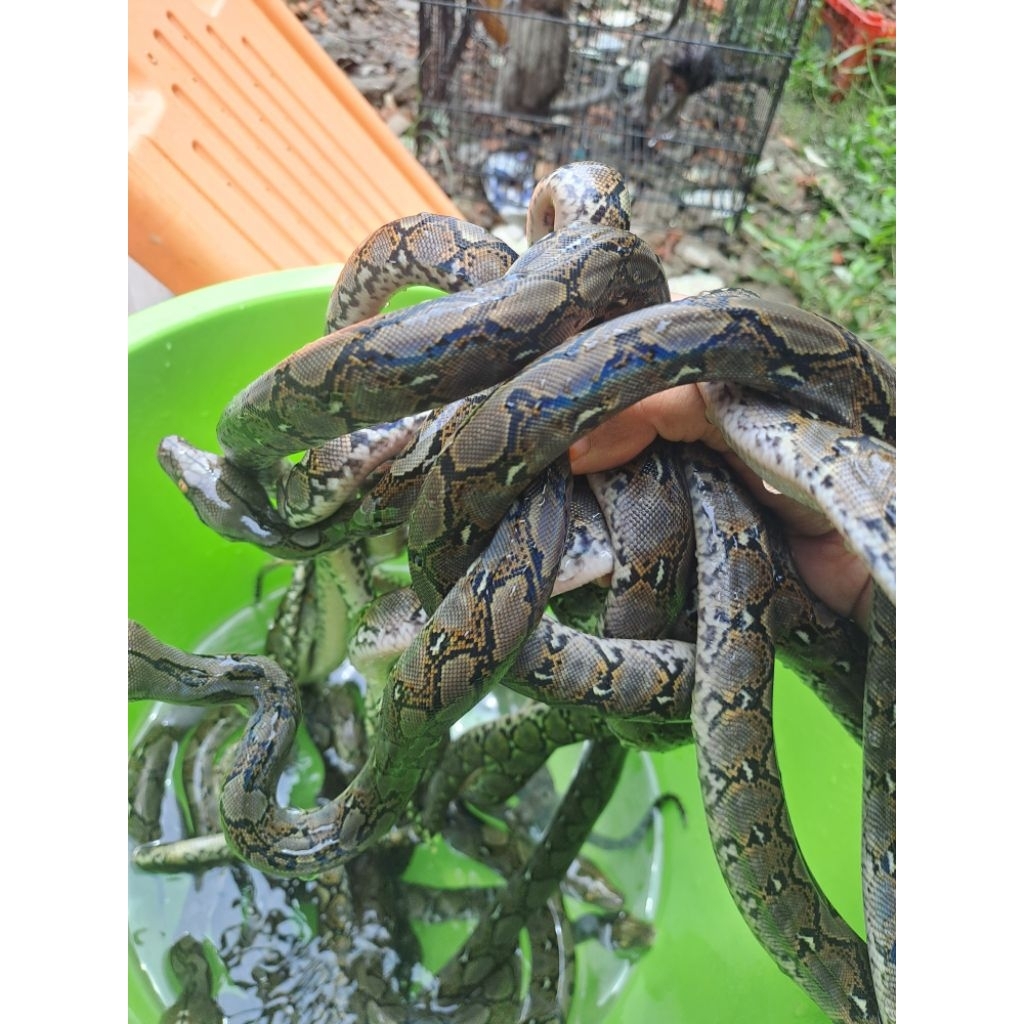 boneka reticulatus python