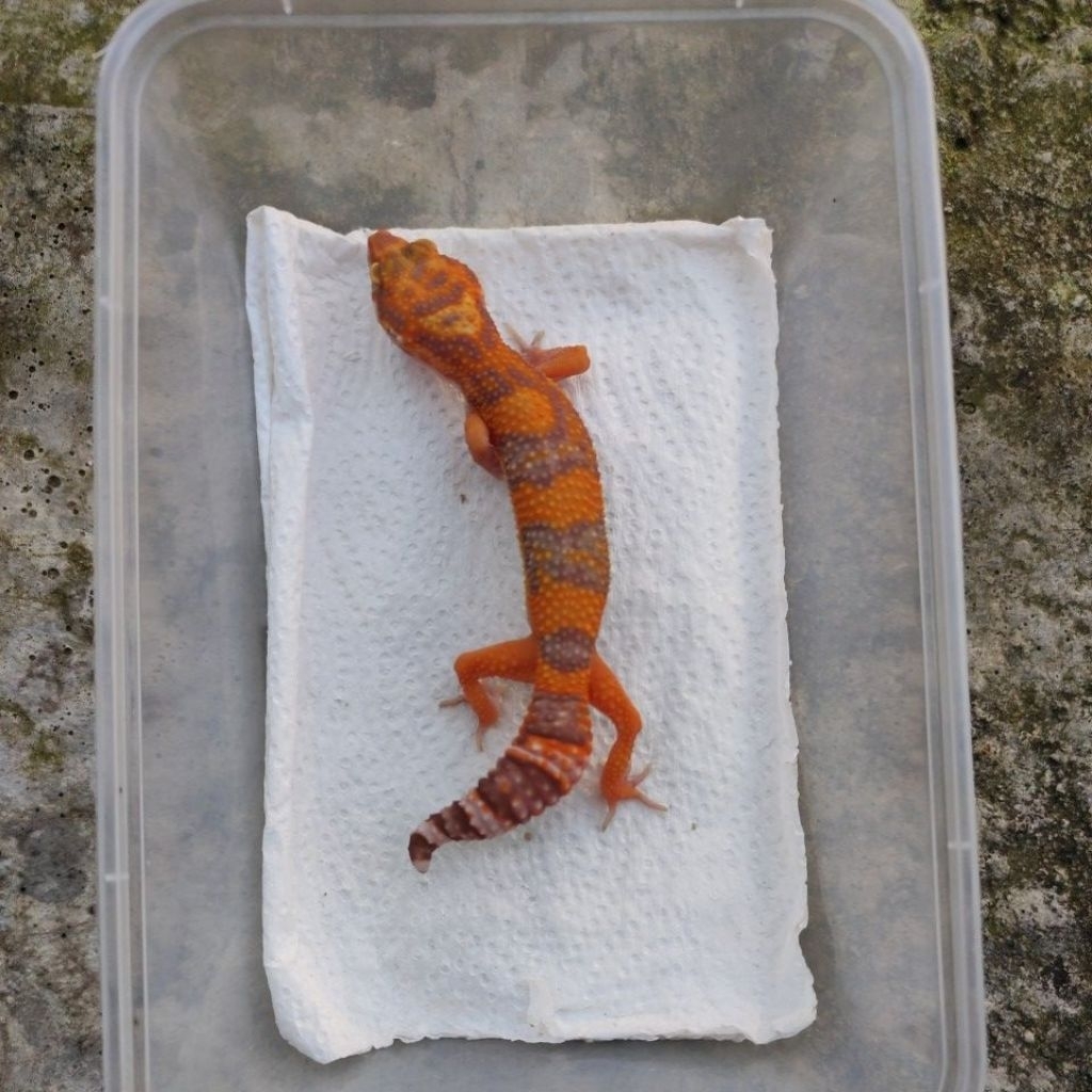 MAINAN ANAK GECKO JUVE MINUSAN_SUNSPOT FEMALE