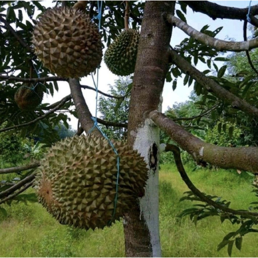 Bibit Pohon Durian Duri Hitam / Pohon Durian Duri Hitam Okulasi