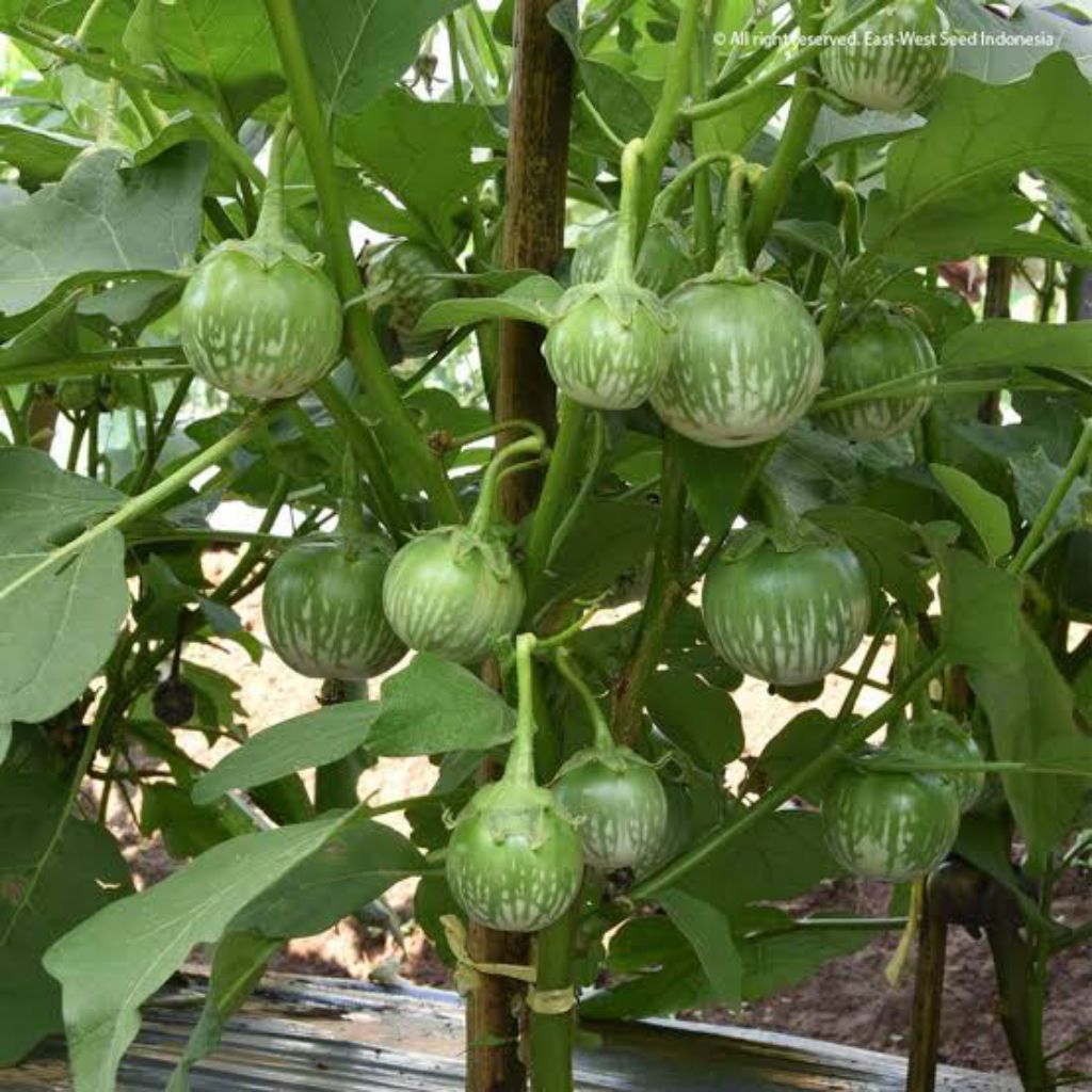 Benih Bibit Biji Terong Hijau Lalap Benih Biji Terong Lalapan Hijau