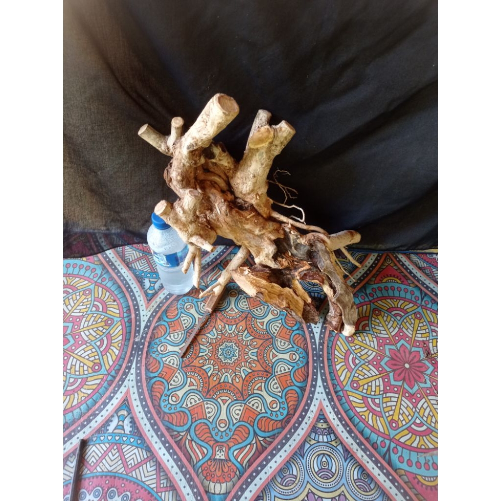 Bahan bonsai wahong gunung karakter tua