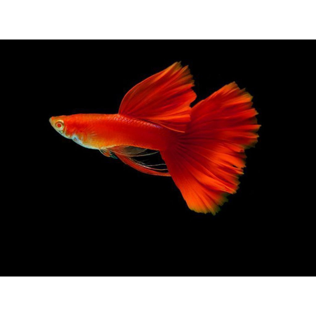 Guppy AFR Albino Full Red 1 pasang Grade A