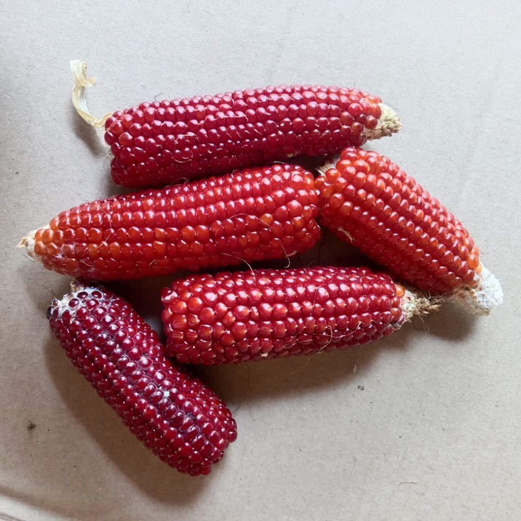 100 GRAM BENIH JAGUNG KRISTAL MANGGIS / UNGU / MERAH