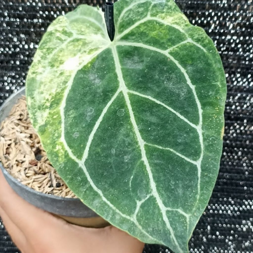 Anthurium Kuping Gajah Crystallinum Variegata Tanaman Hias 100% Sesuai Foto Yang Ditampilkan