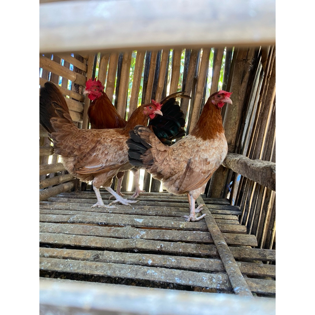 Telur Fertil Ayam Elba