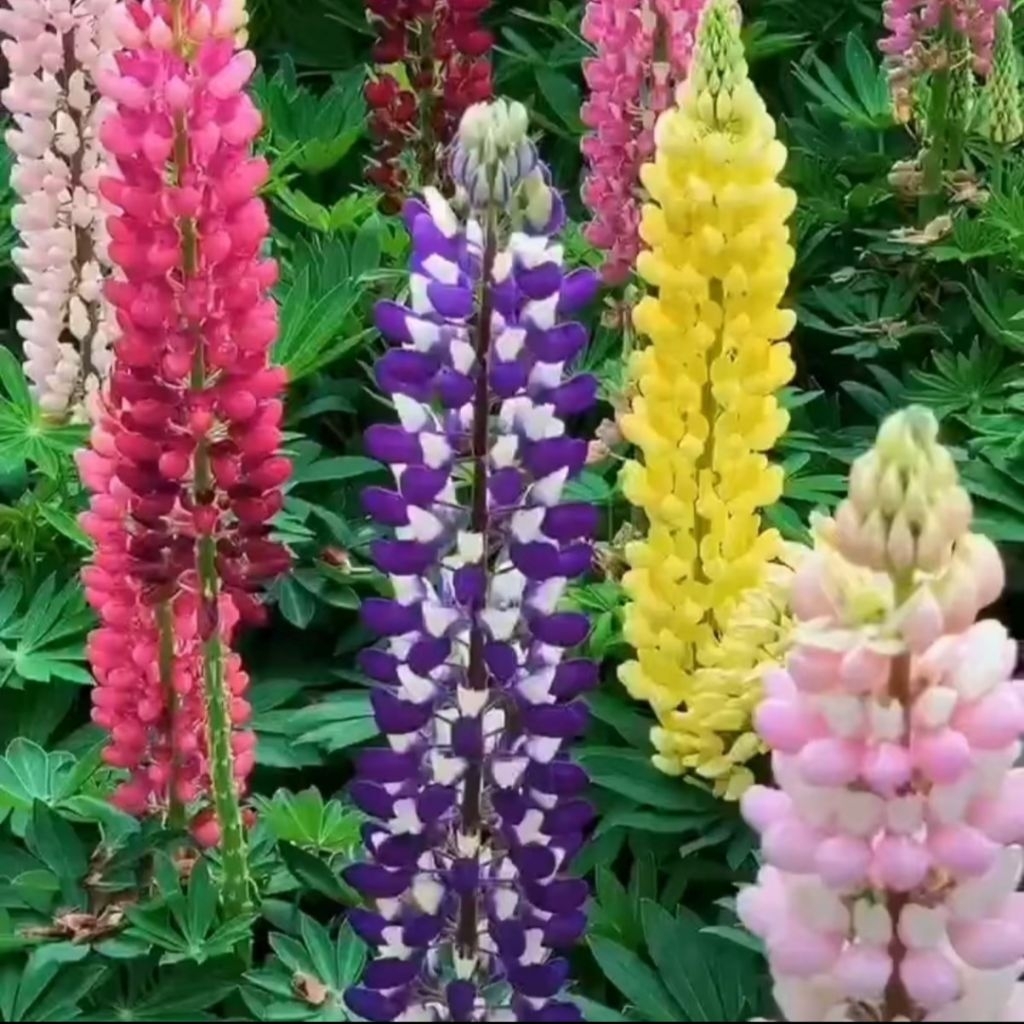 2 Biji Benih Bunga Lupine Warna Warni Bibit Bunga Hias Import Tanaman bunga