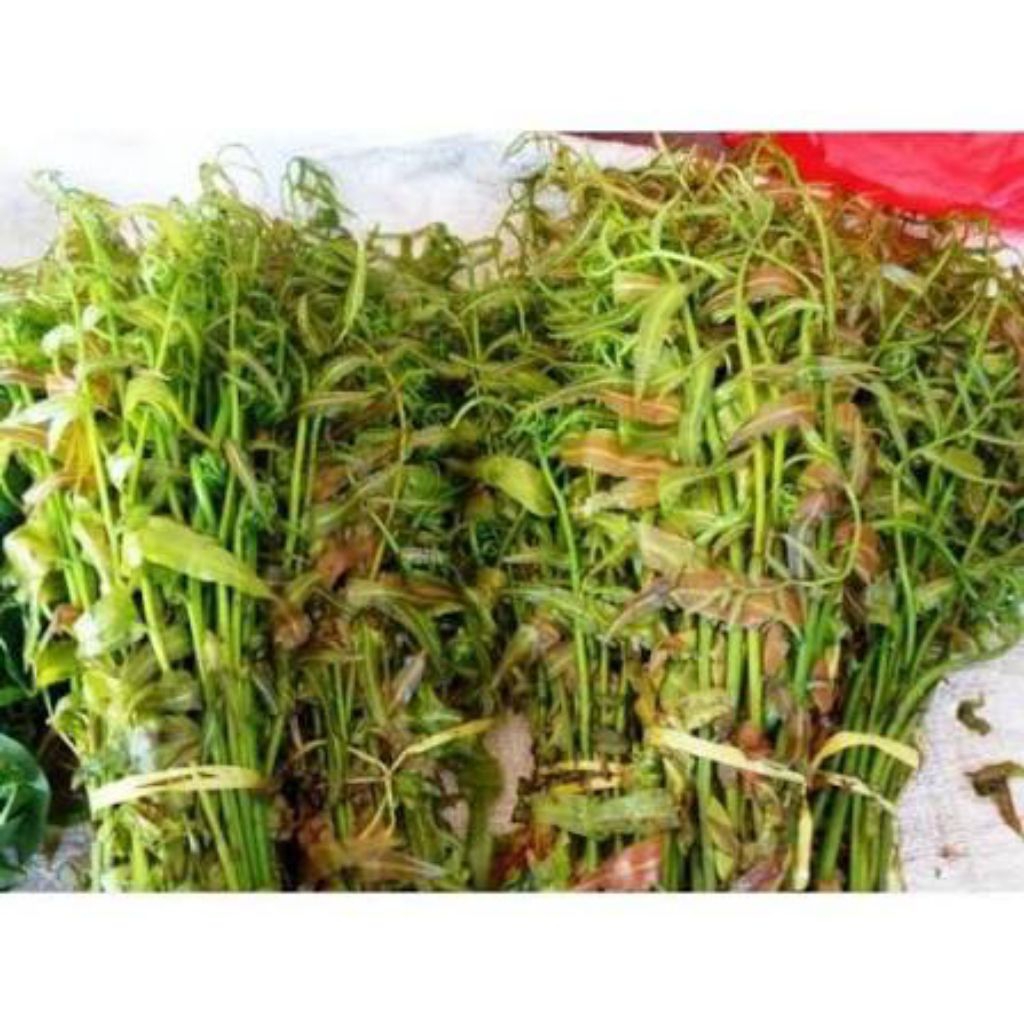 pakis merah 500 gram / 1/2 kilo sayuran segar