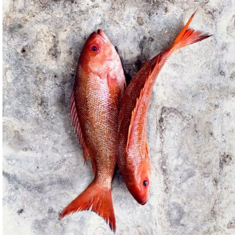 Ikan Kakap Merah Fresh Frozen 1kg isi 1-2 ekor