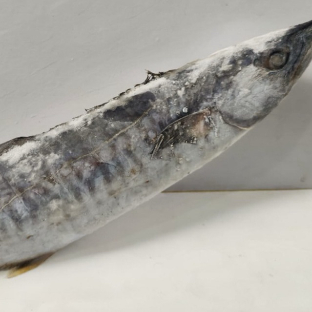 ikan tenggiri batang utuh harga per kg