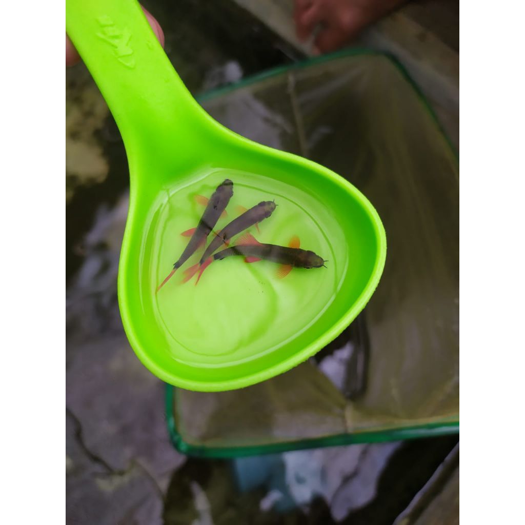 dekorasi hiasan aquarium ikan redfin black aquascape