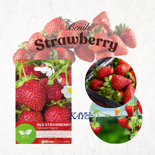 Benih Strawberry/ Benih Red Strawberry/benih Murah