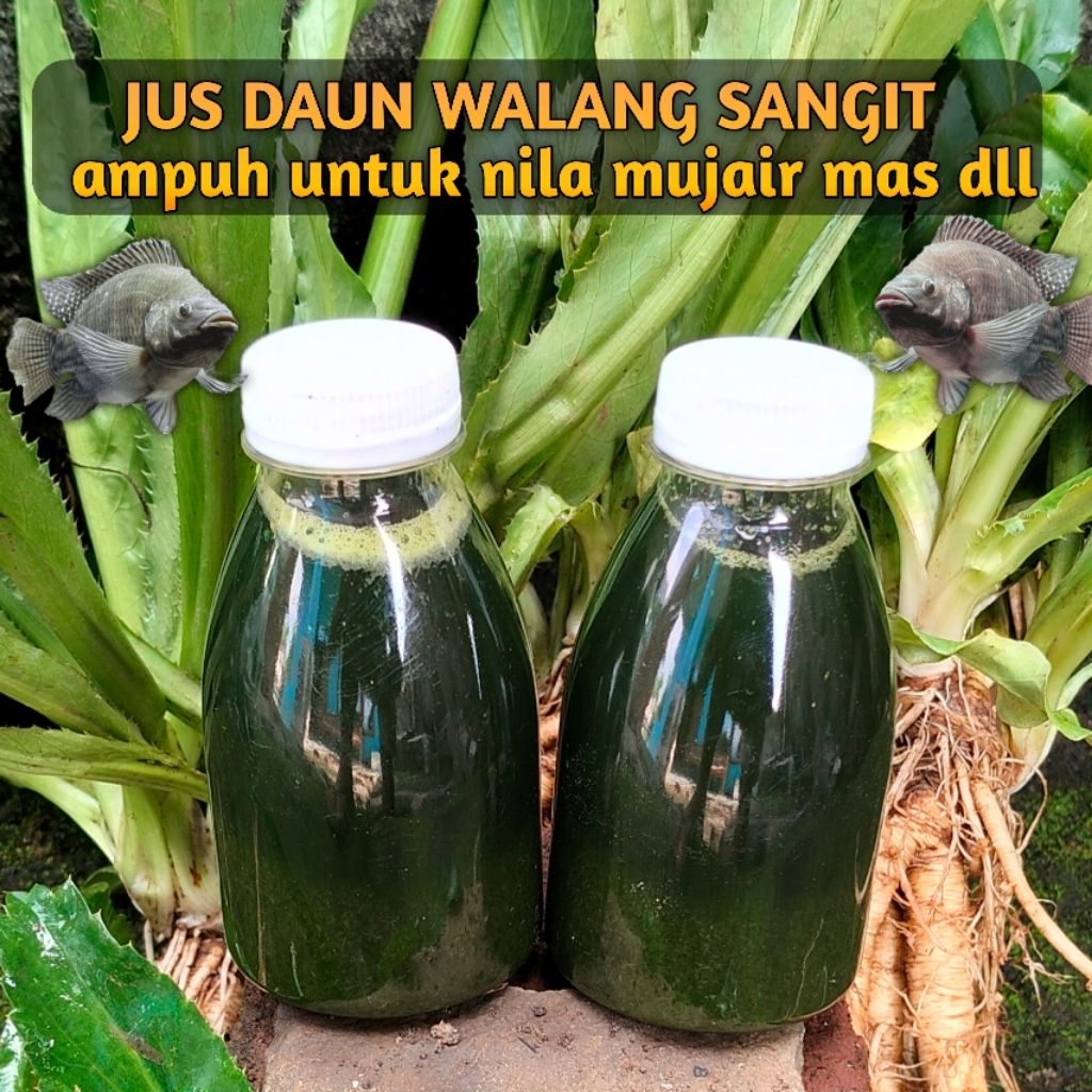 ESSEN IKAN NILA, ESSEN DAUN WALANG SANGIT, JUS DAUN WALANG SANGIT 150ML, ESSEN WALANG SANGIT