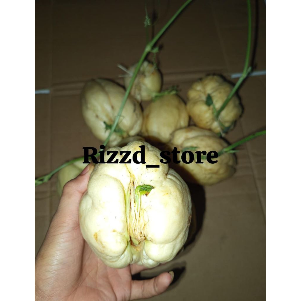 benih labu Siam putih 2pcs