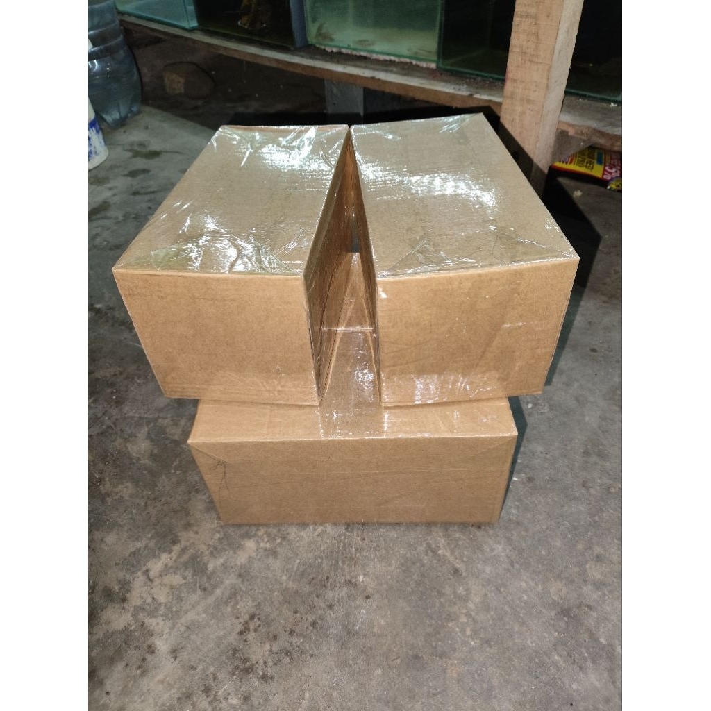 chana maru/yz size 10-15 cm