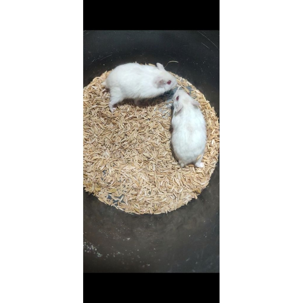 hamster winter pearl indukan