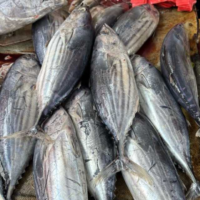 JAMBI Ikan Tongkol Sisik 1 kg