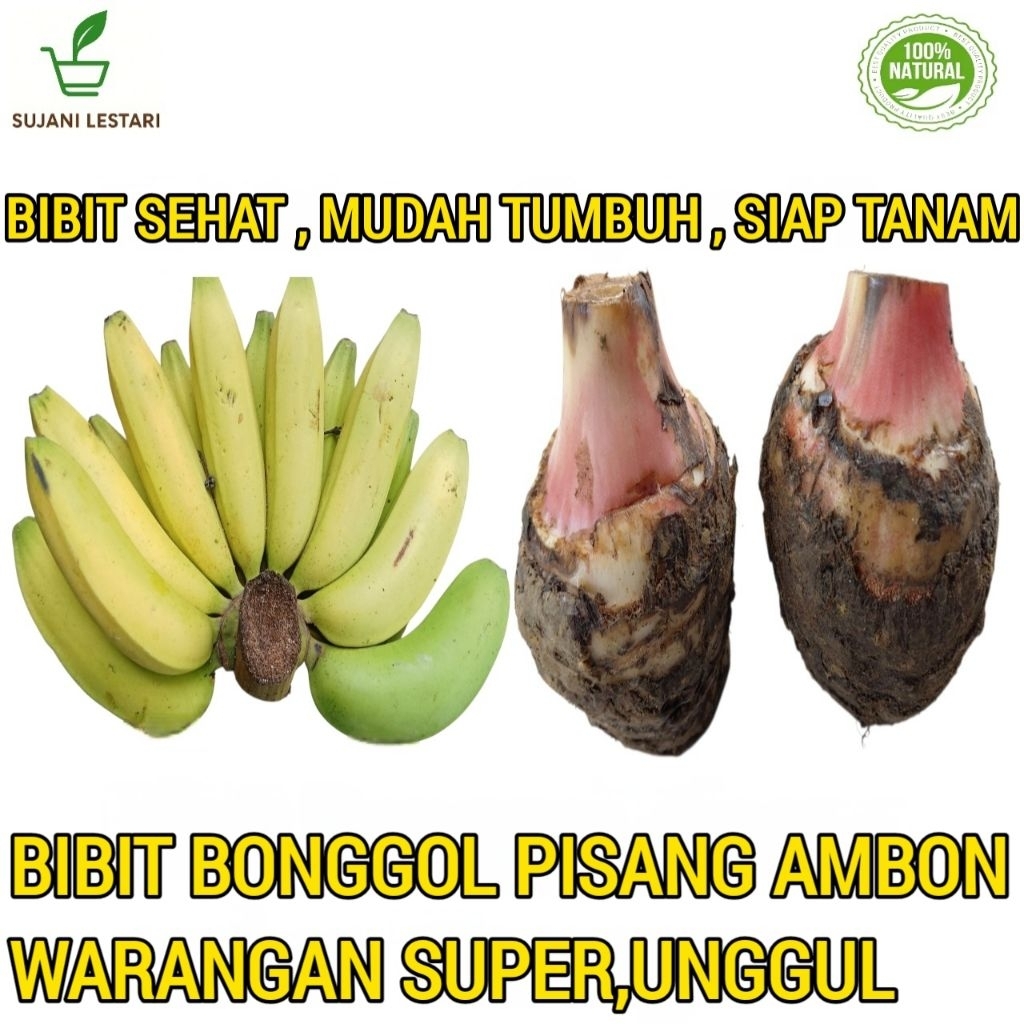 Bibit Bonggol Pisang Ambon Warangan Super/Unggul,Siap Semai/Tanam - SUJANI LESTARI